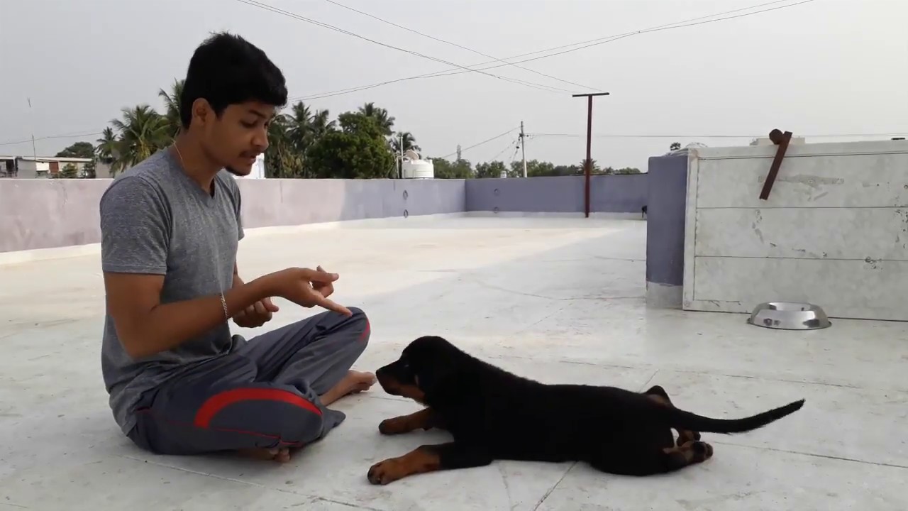rottweiler puppy training