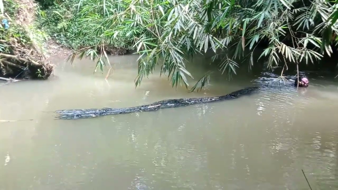penampakan hantu banyu/ hantu air sepanjang puluhan meter di sungai