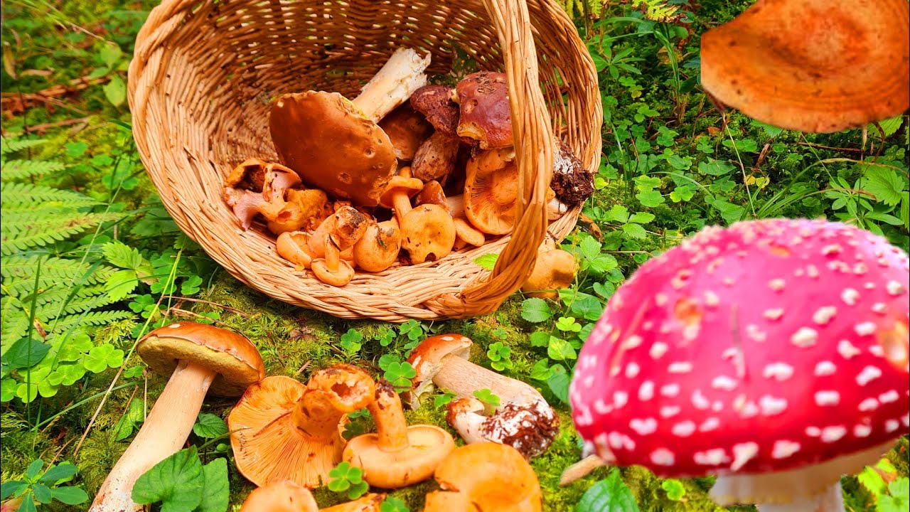 Almanya kanlica mantari nasil bulunur #mantaravı #kanliça #cintar #steinpilz #viralvideo #cooking