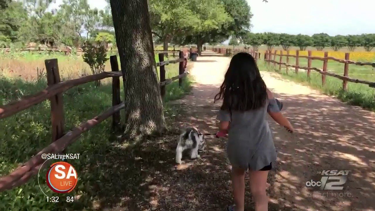 Wildseed Farms &mdash; это гораздо больше, чем просто растения и тропы | SA Live | KSAT 12