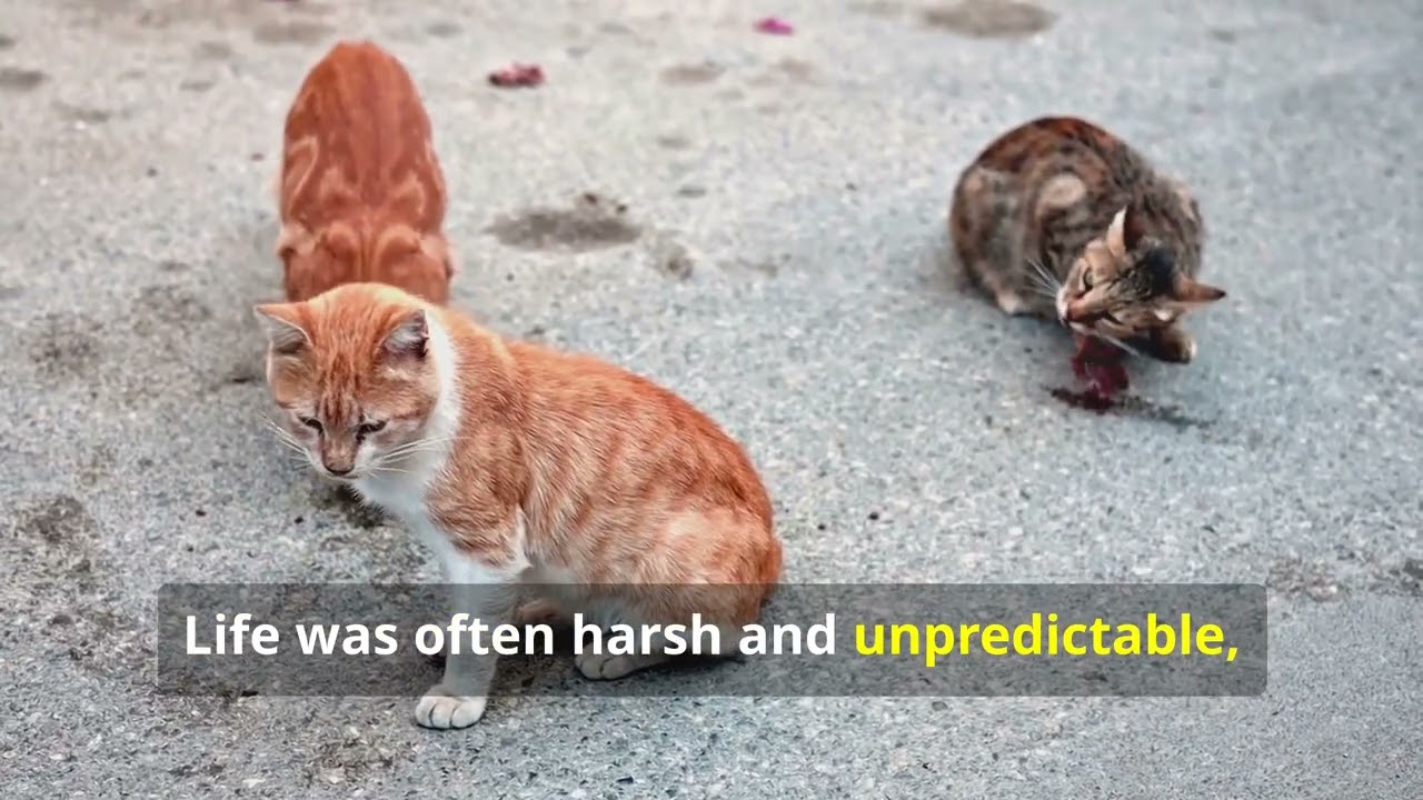 The Dark History Of Cats in Medieval Times#cat #foryou #cat #catlover #cateducation #fyp