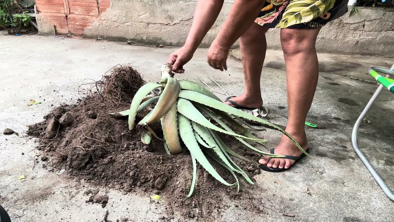 Poda de caule da babosa #aloevera