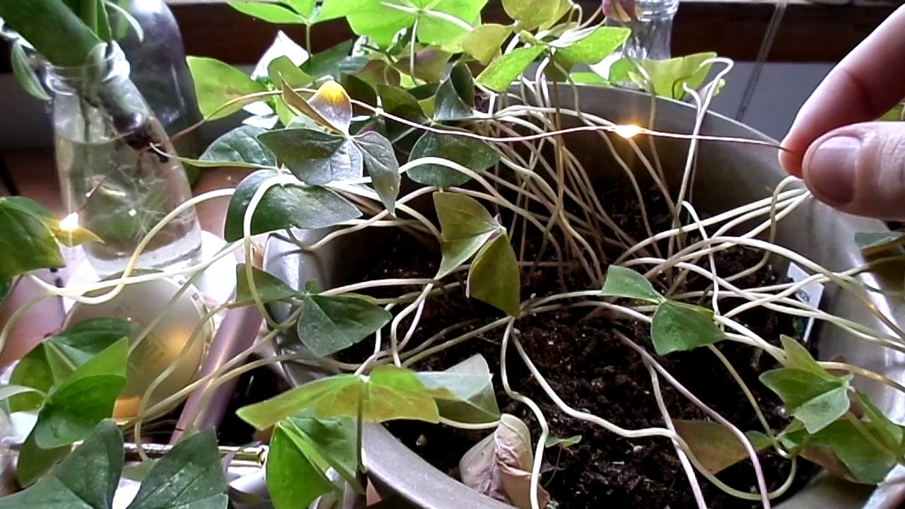 OXALIS DORMANCY / how to give your shamrock a haircut /💇🏻‍♀️☘️
