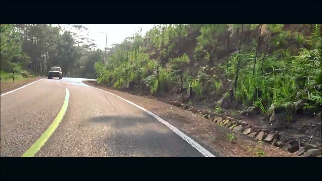 A ride through the Pine forest