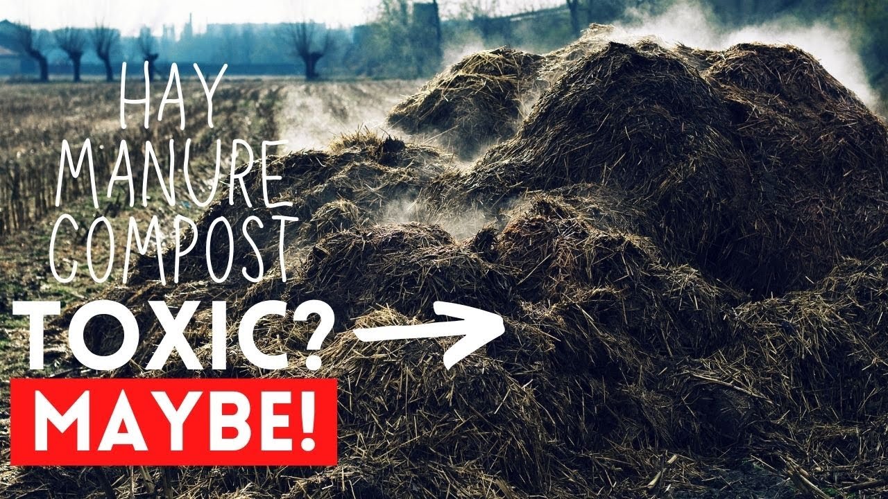 The Truth about TOXIC HERBICIDES in Hay, Compost, and Manure! (YOU BETTER WATCH THIS)