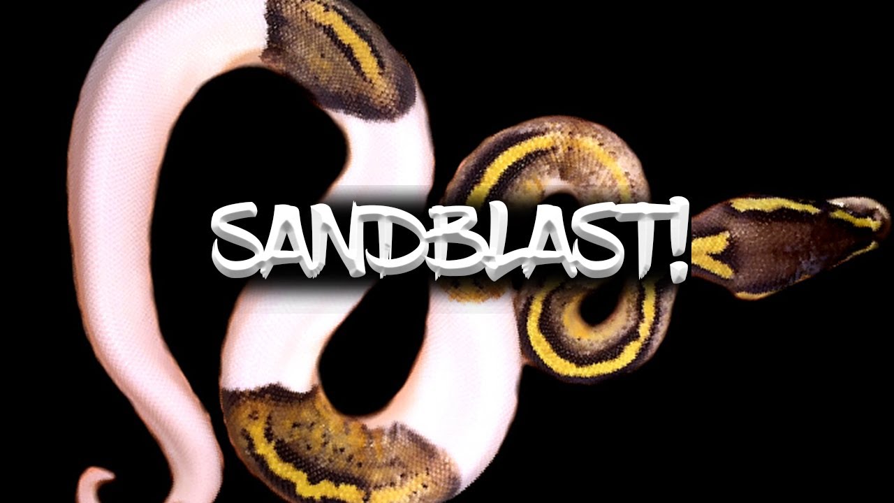 The 'Sandblast' Ball Python!