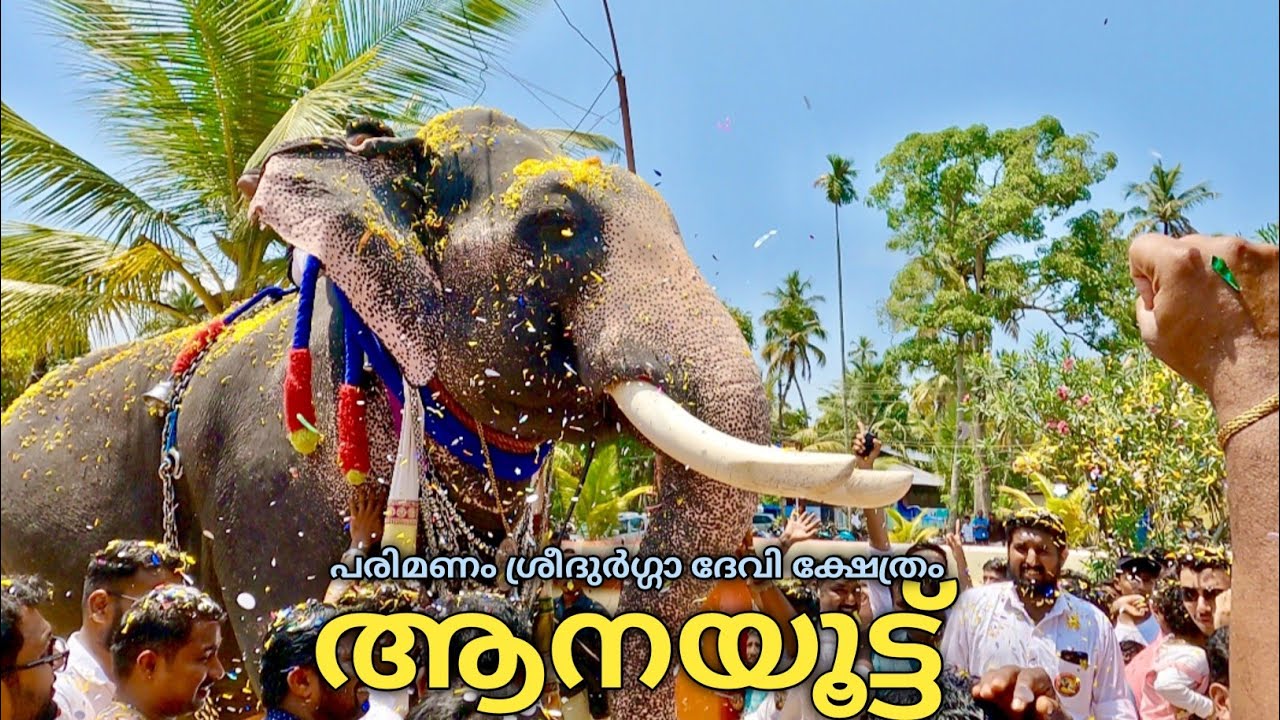 ആനയൂട്ട് പരിമണം ശ്രീ ദുർഗ്ഗാ ഭഗവതി ക്ഷേത്രം|Parimanam Aanayoottu 2025| Parimanam durga devi temple
