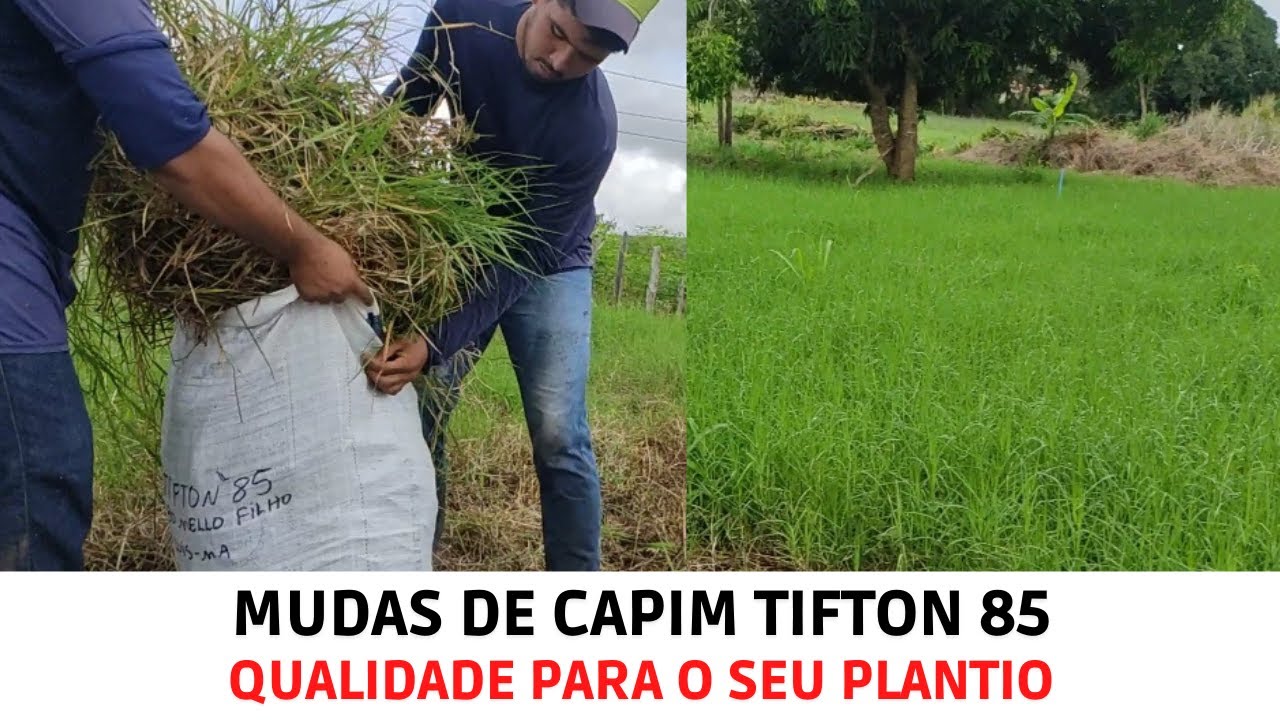 Mudas de Capim Tifton 85/Grama Estrela Africana/Cost Cross/Florakirk e Gigs/ para todo o Brasil
