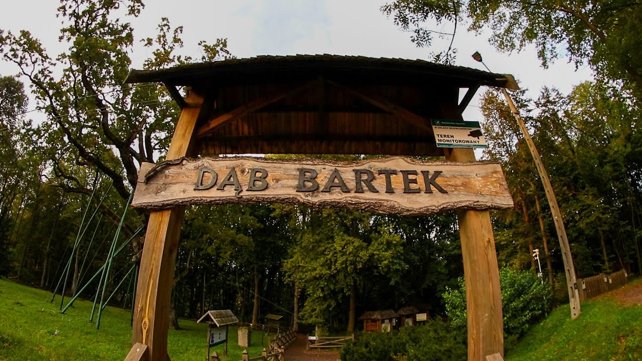 BĄBEL U WETA I STARE DRZEWO