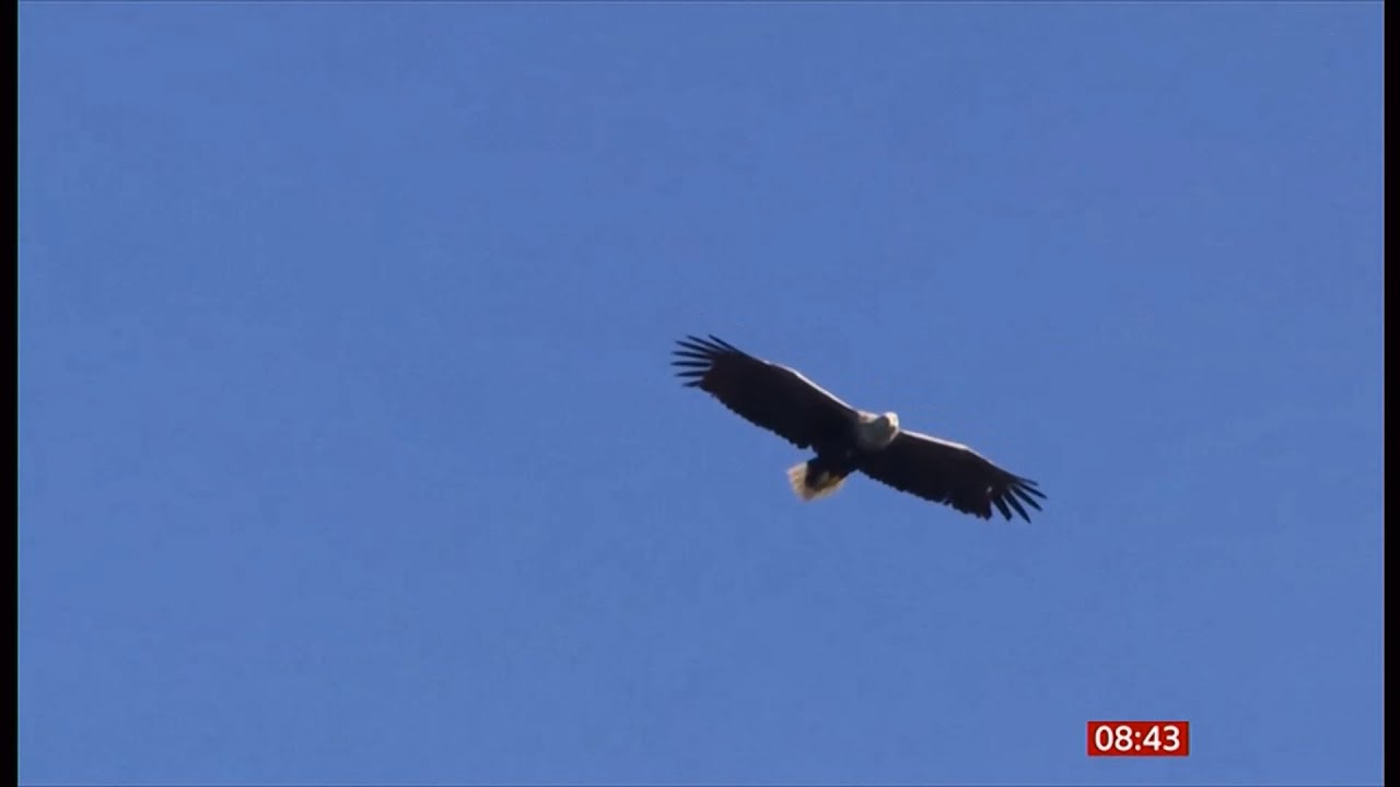 White-tailed eagles thriving across the south-east England (UK) 24/June/2025