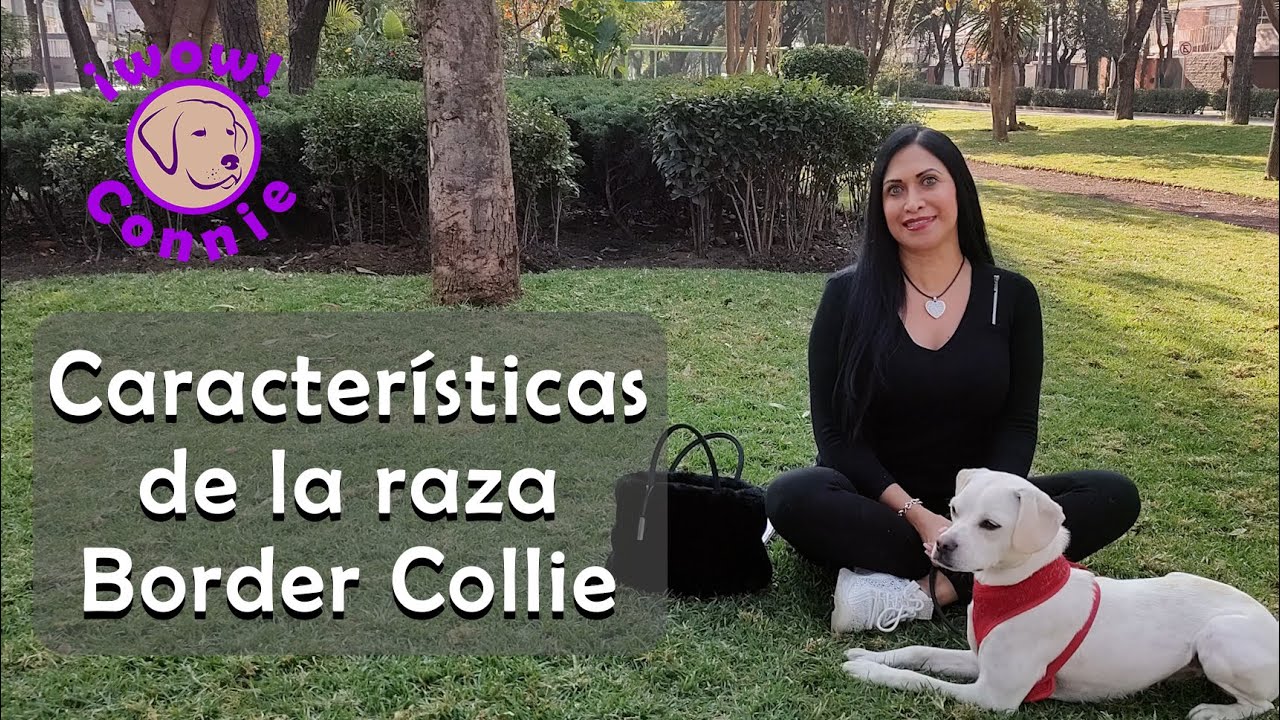 Características de la Raza Border Collie