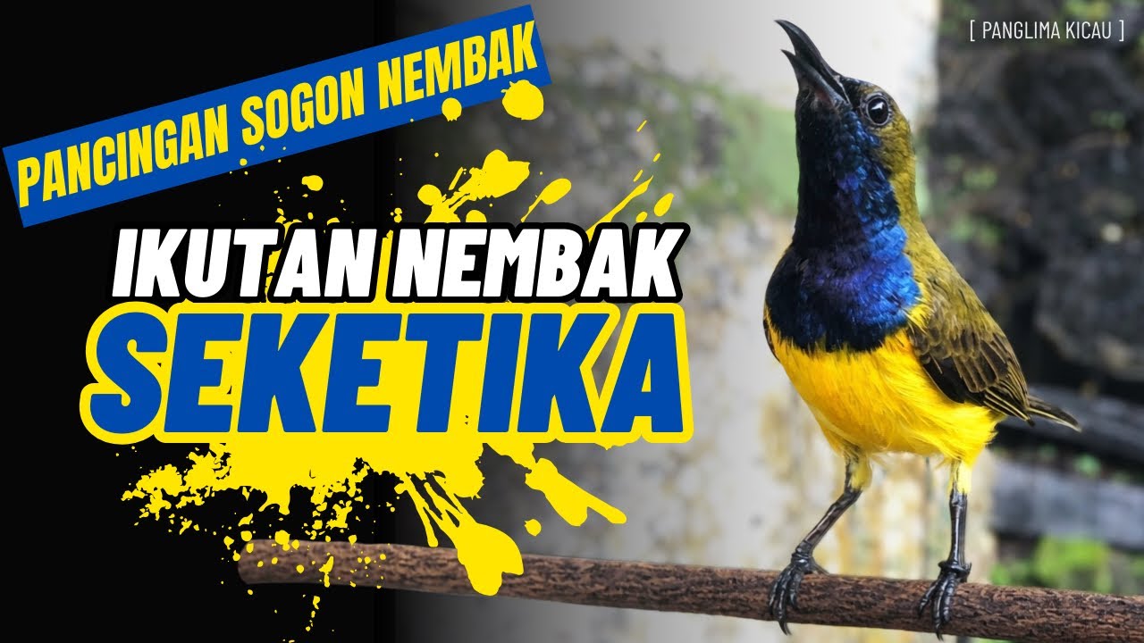 Pancingan Sogon Nembak! Sekali Bunyi Langsung Ikut Nembak Seketika #sogongacordor #pancingansogon 