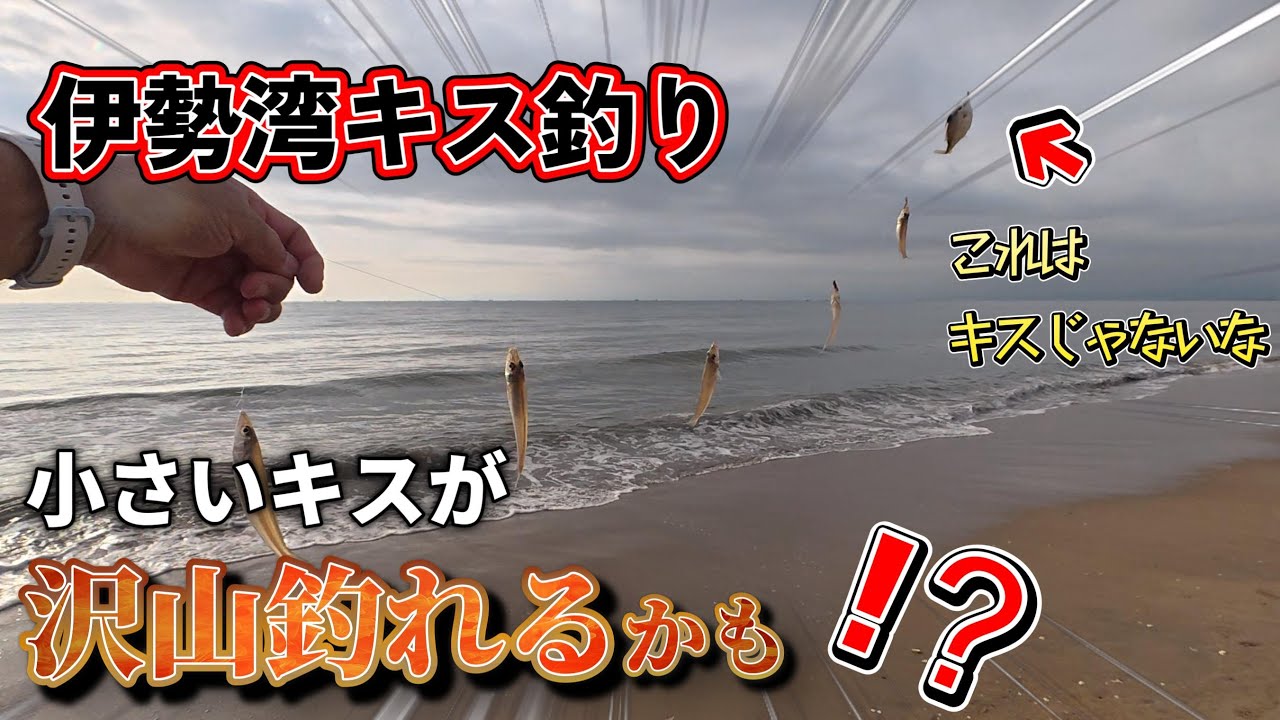 今回も小さなキスを釣りに行ってきました(笑)