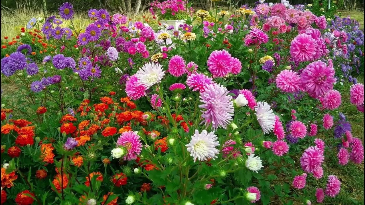 A bunch of lovely  flowers