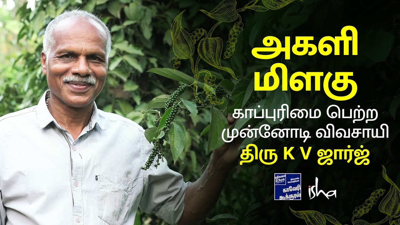 அகளி மிளகு - காப்புரிமை பெற்ற விவசாயி திரு.K V ஜார்ஜ்