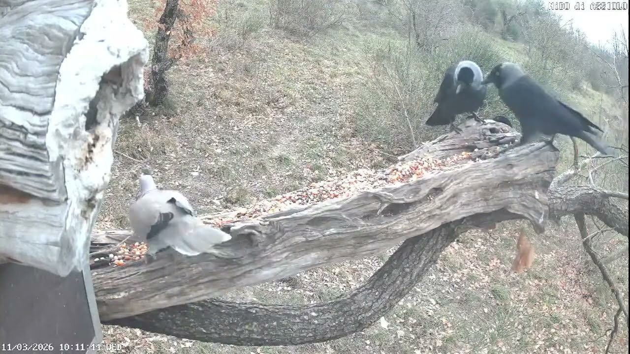 live streaming  animali Appennini umbro - marchigiano: ricci, cinghiali ,volpi istrici, lupo.