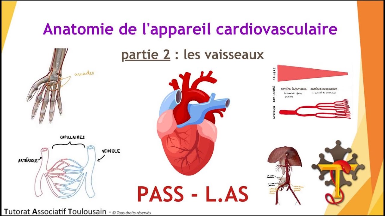 Anatomie de l'appareil cardiovasculaire - partie 2 : Les Vaisseaux - Tutorat Associatif Toulousain