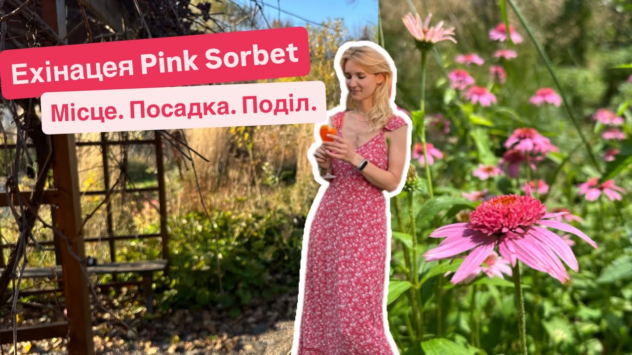 Ехінацея Pink Sorbet. Посадка. Що росте поряд