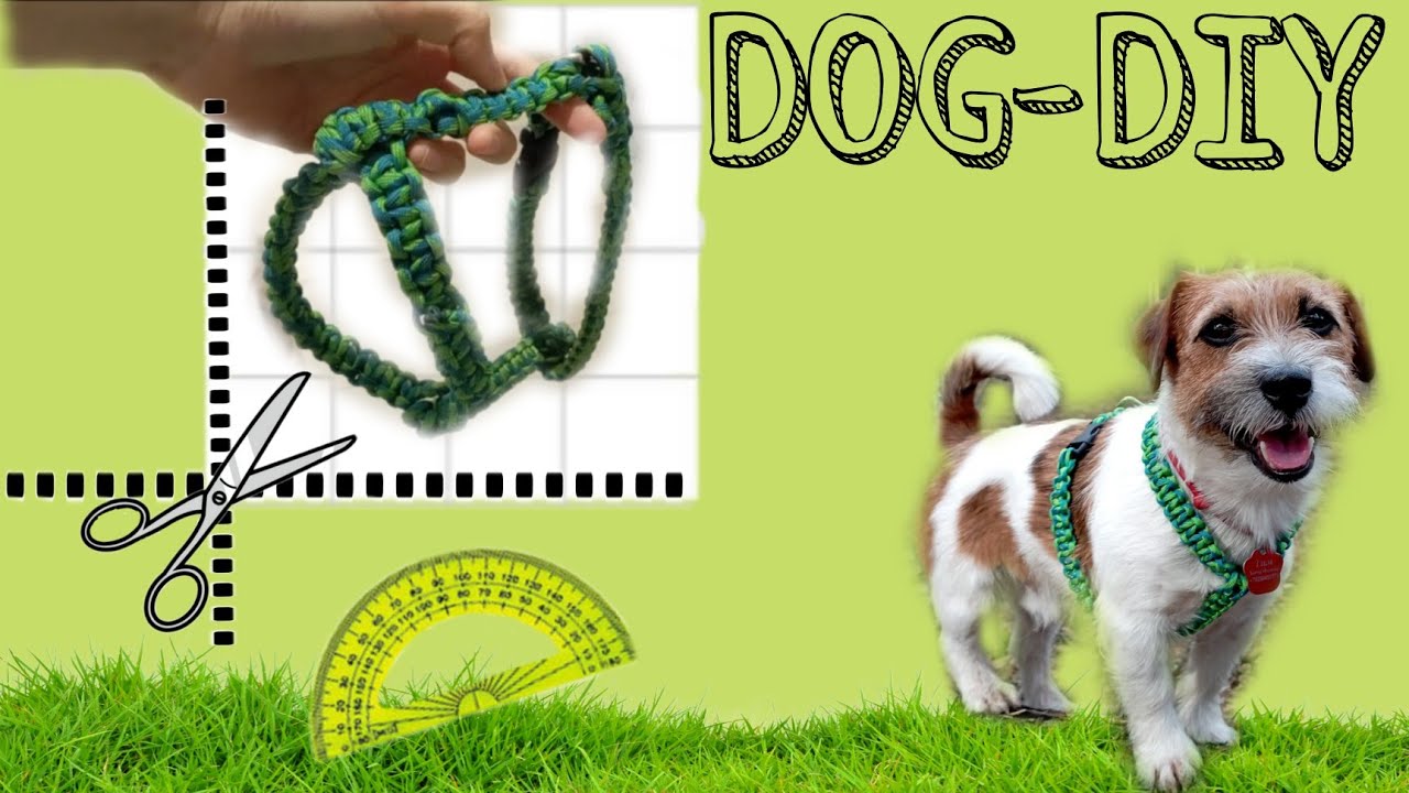 DIY: шлейка для собаки из паракорда🐕‍🦺| Dog harness of cord #diy #dog #doityourself
