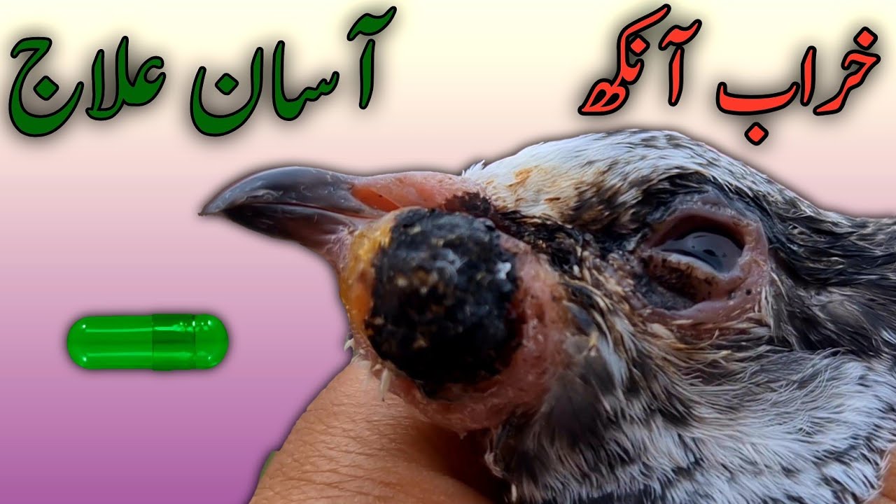 Pigeon Eye TREATMENT