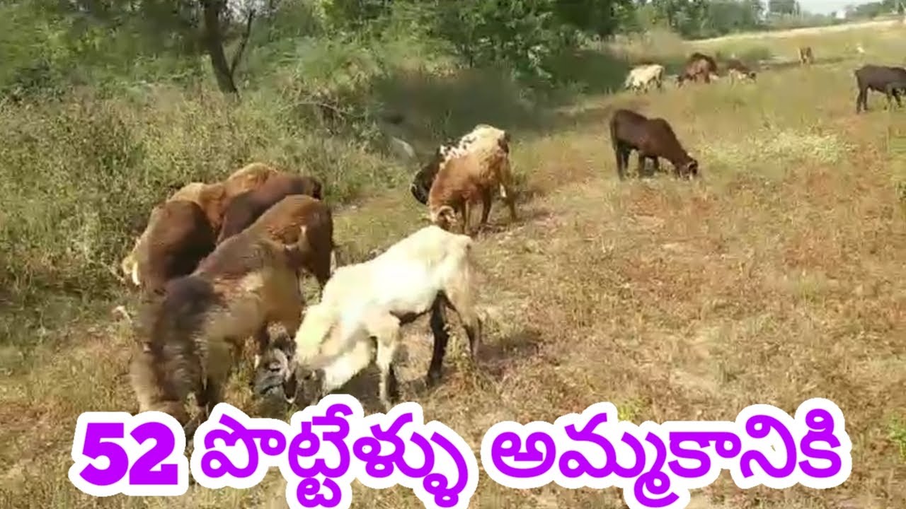 BIGGEST SHEEP BAKRA 99639 69680 available #alikhankrk
