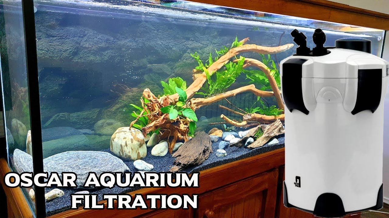 Ep2. Planted Oscar Fish Tank Filtration