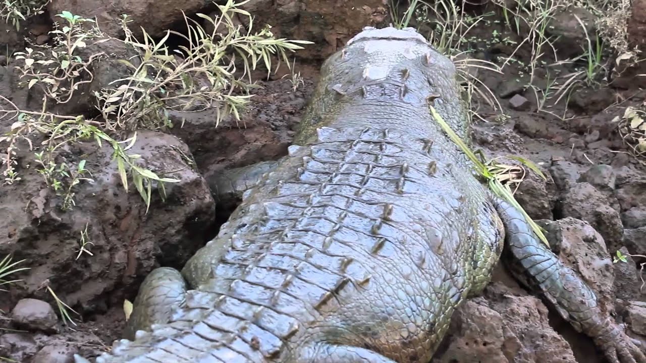 COCODRILOS DEL RÍO GRANDE DE TÁRCOLES , COSTA RICA.