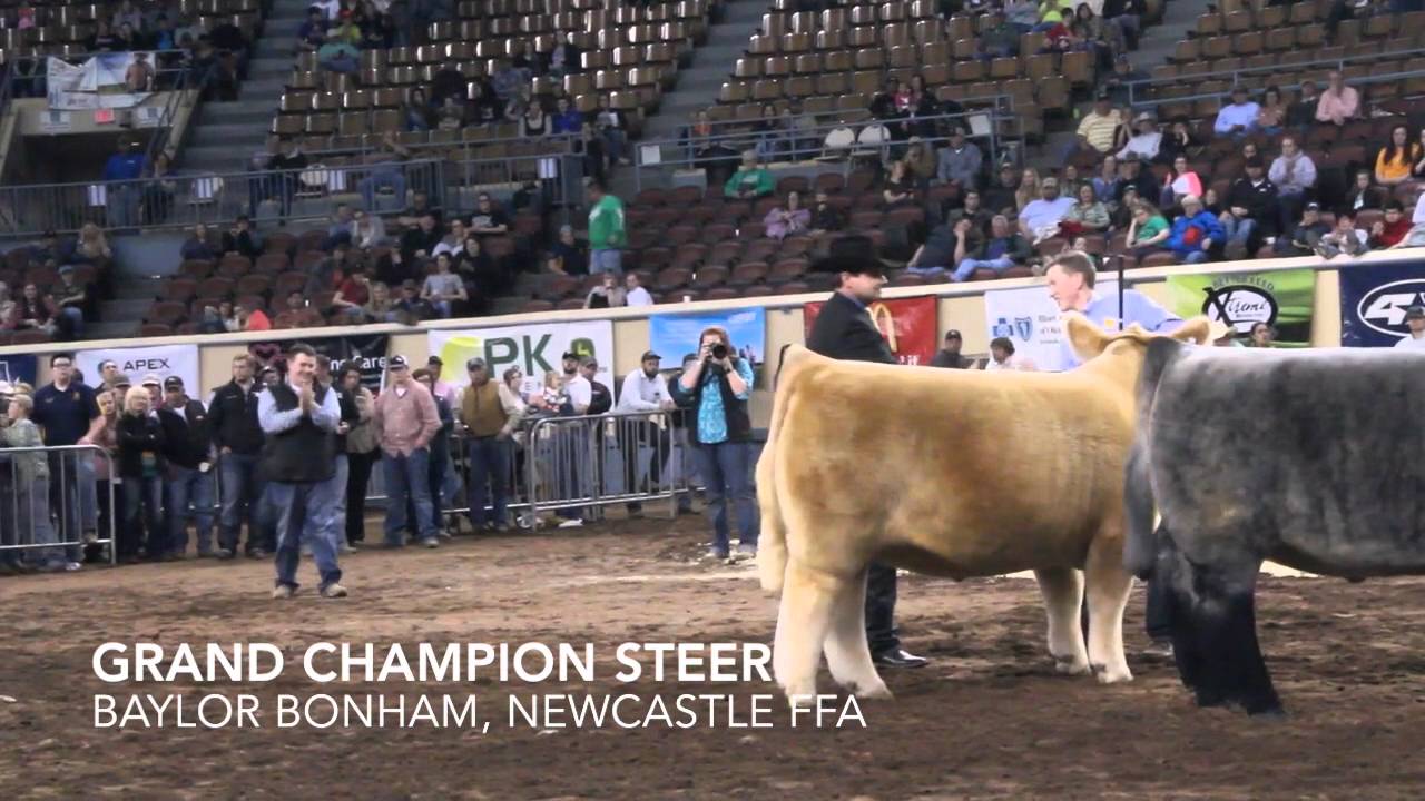 2016 Oklahoma Youth Expo Grand Steer Drive