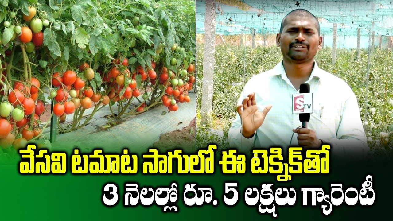 Tomato Farming Techniques in Summer Season || High Yield Crops || SumanTV Rythu