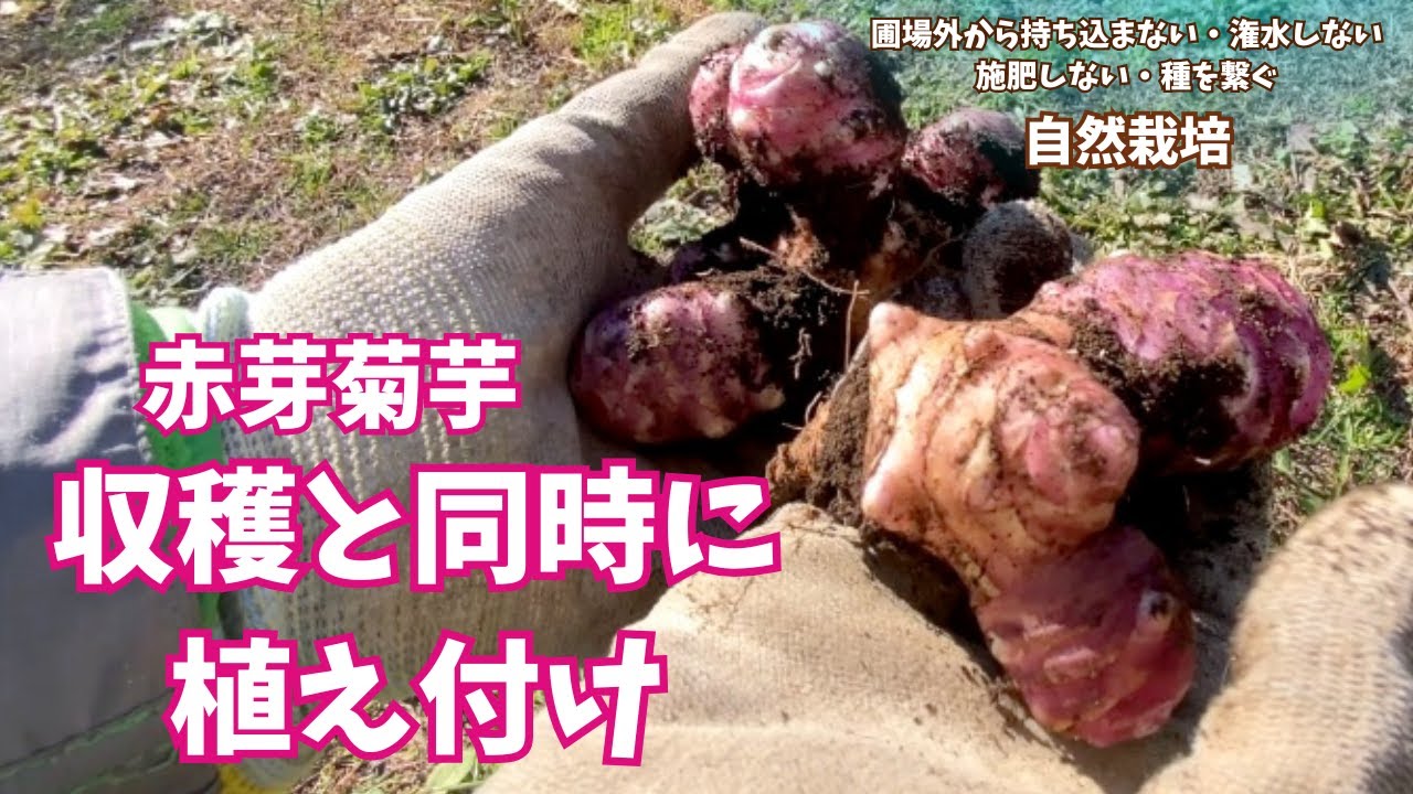 見た目は生姜だけど どんな味？