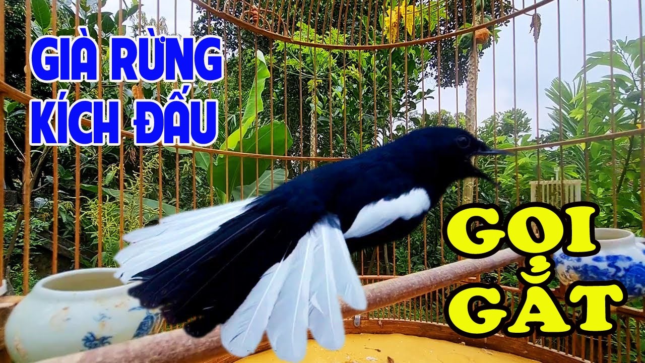 Choè than hót đấu giọng rừng CỰC SUNG ChòeThan Hót Giọng Rừng Kích Trống Căng Lửa hót|choe than c309