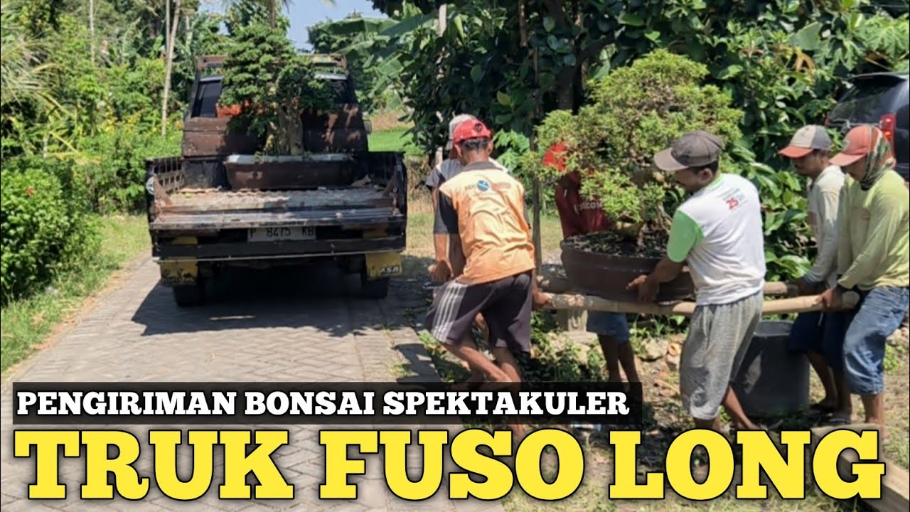 PENGIRIMAN BONSAI SPEKTAKULER PAKAI TRUCK FUSO LONG! TERIMA KASIH SUDAH BELANJA DI AY BONSAI JEMBER