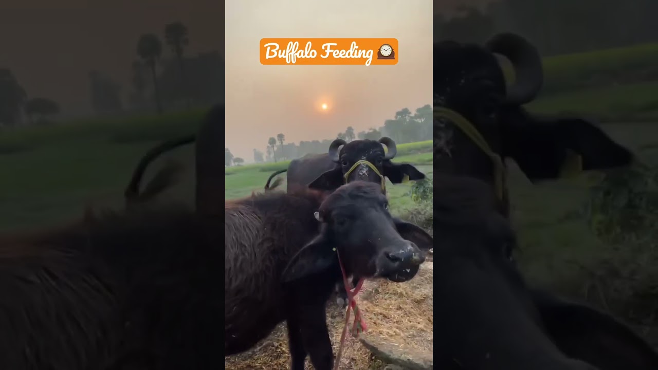 Buffalo Feeding Time