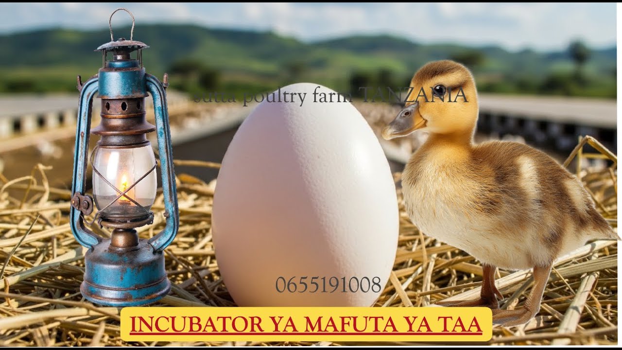 jinsi ya kutotolesha vifaranga wa bata kwa kutumia mafuta ya taa/ oil chafu