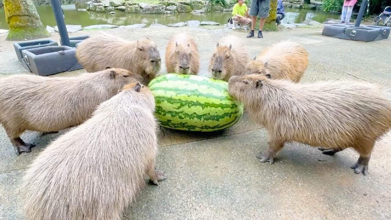 大人4人でやっと運べるサイズの巨大スイカをカピバラ達にあげてみた【ジャンボスイカタイム】capybara eat huge watermelon