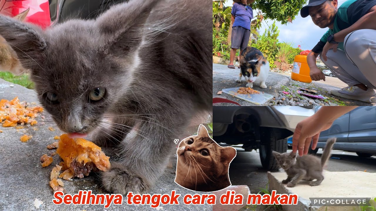 Baru jumpa rezeki🥹Trend nak Raya buang kucing💔Cats Feeding vlog #malaysia #kucing 