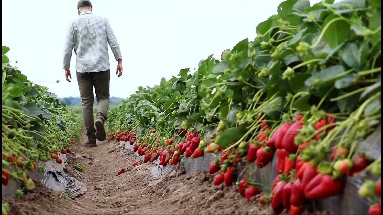 Frutillas en Tucumán - Alimentos y Regiones
