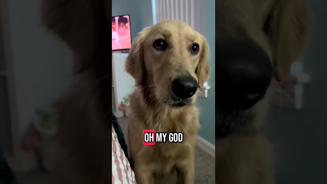 @dogmomandkids Whats in my mouf Trying a chip 