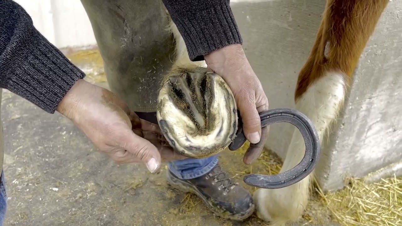 How to safely shoe a horse that is over due