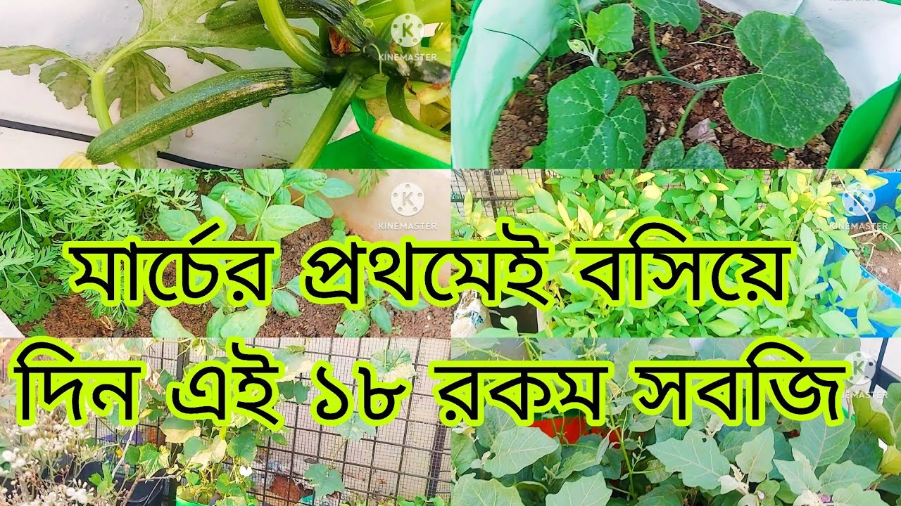 March er prothomei bosiye din 18 rakom sobjir bij.  #roofgarden #gardening 