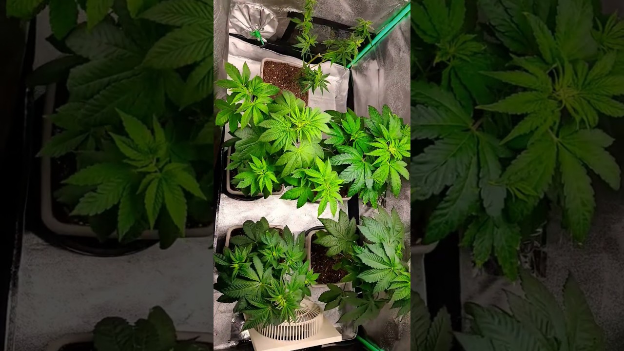 Day 32 from seed Update & Outdoor Autoflowers #spiderfarmerled #sf1000 #garden #plants #today