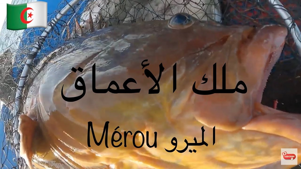 عيش معانا يوم كامل في البحر - جيجل - 02 ديسمبر 2025- sortie de pèche en mer  a Jijel Algérie  المتعة