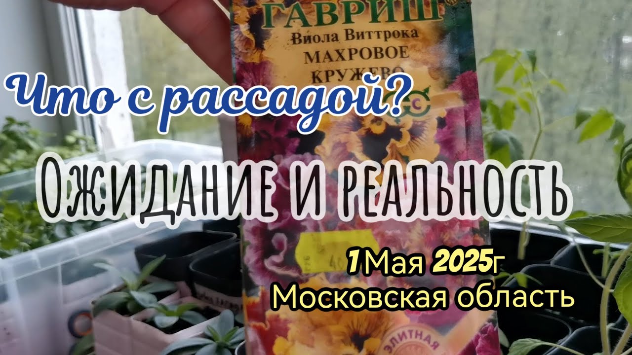 1Мая 2025г. Рассада на окне.