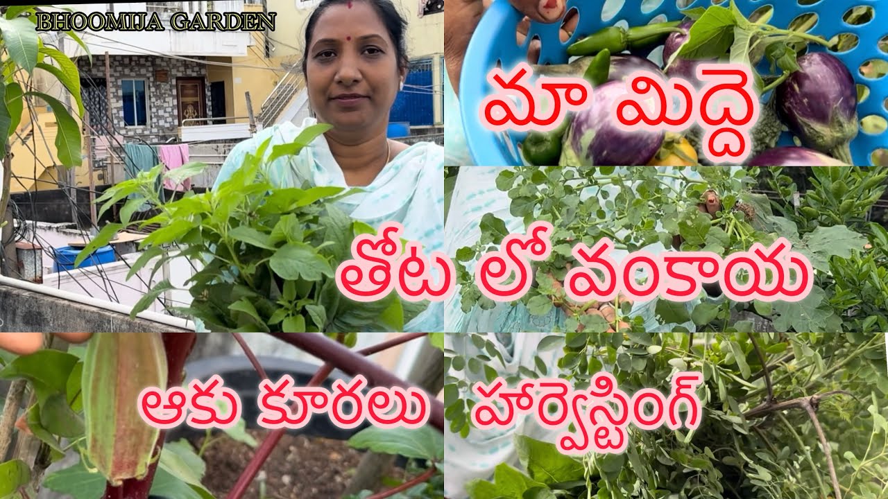 మా మిద్దె తోట లో వంకాయ ఆకు కూరలు హార్వెస్టింగ్