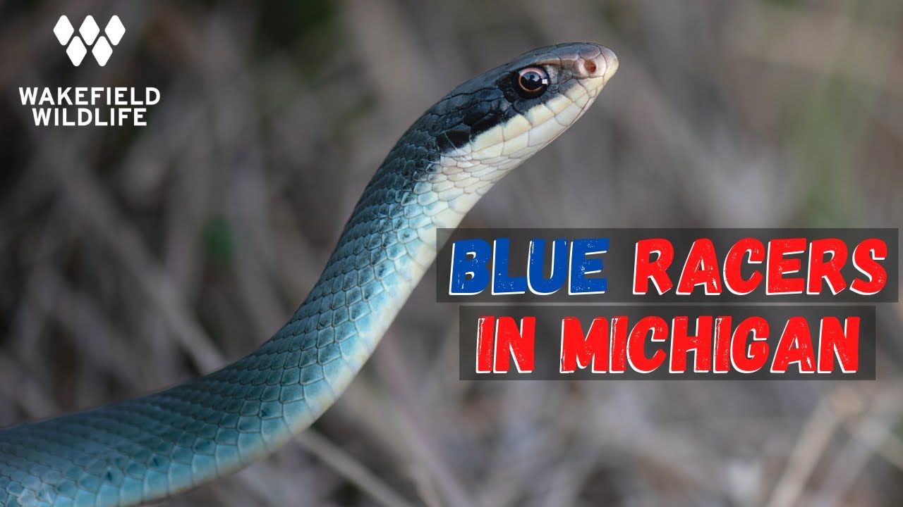 Herping for Blue Racers in Michigan!