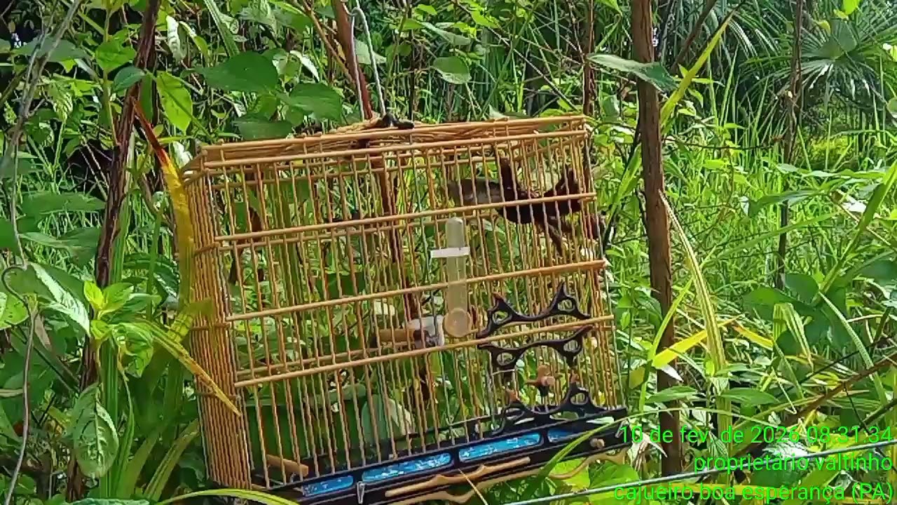 Curió bom de briga pegando pardo na batida km 23 Montenegro 