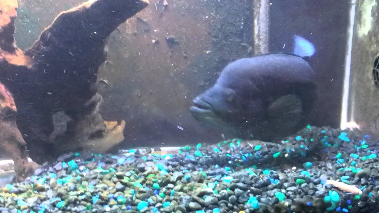 Dovii (live feeding)
