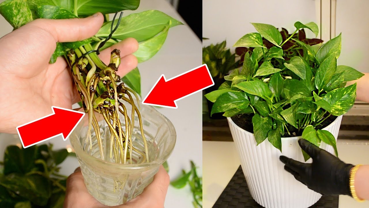 Money Plant Growing Tips - Urdu | Hindi - Money plant lagane ka tarika
