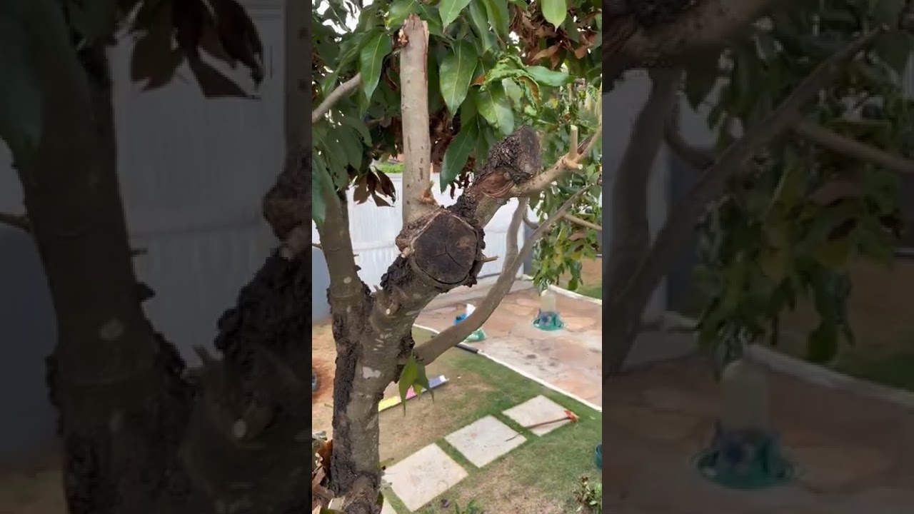 Poda e cuidado de pé de lichia