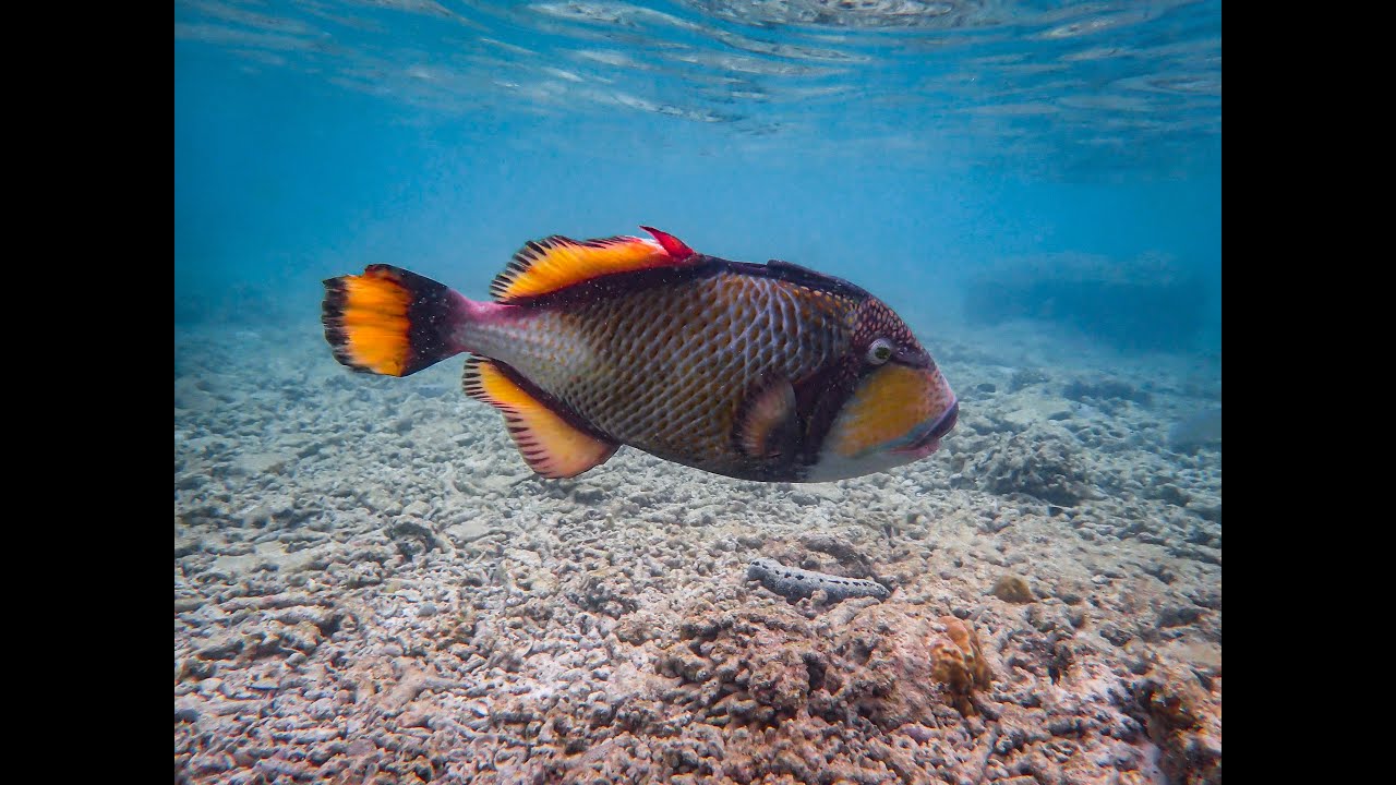 Koh Tao, Thailand: scuba diving and snorkeling